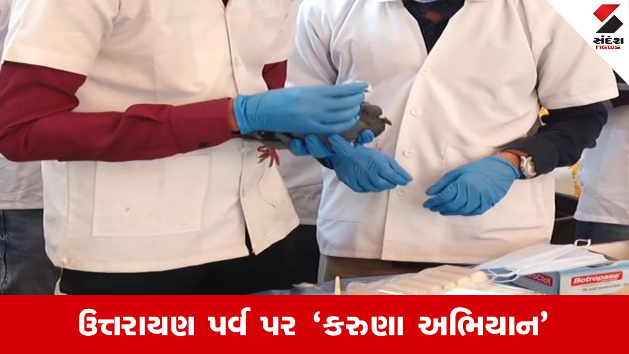 Rajkot News : પક્ષીઓના જીવ બચાવવા રાજકોટ સજ્જ, ત્રિકોણ બાગમાં 'કરુણા અભિયાન' સેવા... 