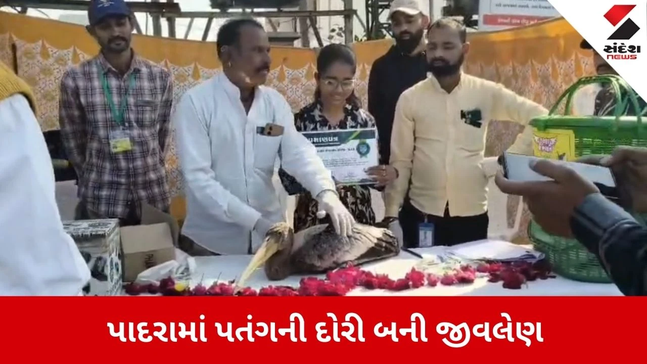 Vadodara News: પતંગની દોરીથી 8 પક્ષીઓના મોત 