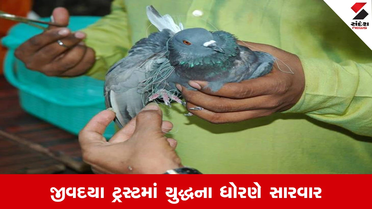 Ahmedabad News : પતંગની મજા બની પક્ષીઓની સજા, 400 થી વધુ પક્ષીઓની ઈમરજન્સી સારવાર કરાઈ 