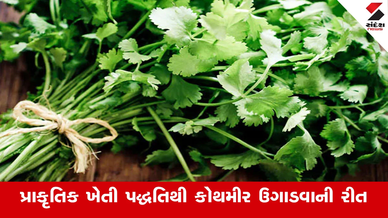Agriculture News : કોથમીર ઓછા સમયમાં વધુ ઉત્પાદન આપતો અને ઓછા ખર્ચે ઉગાડી શકાય તેવો પાક 