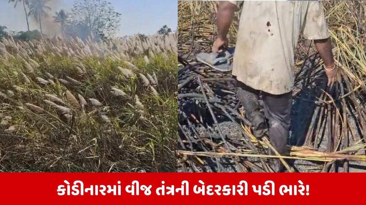 Gir Somnath: રોણાજ ગામે શોર્ટ સર્કિટથી ૩ વીઘા શેરડીનો પાક બળીને ખાખ, લાખોનું નુકસાન 