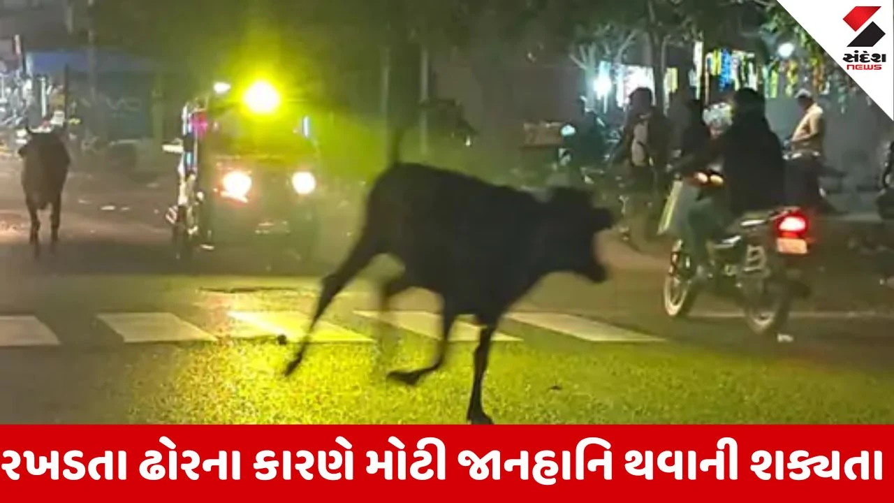 Nadiadમાં રખડતા ઢોરોનો ત્રાસ, શહેરીજનોમાં રોષ, પાલિકા ટીમ પર આક્ષેપો 