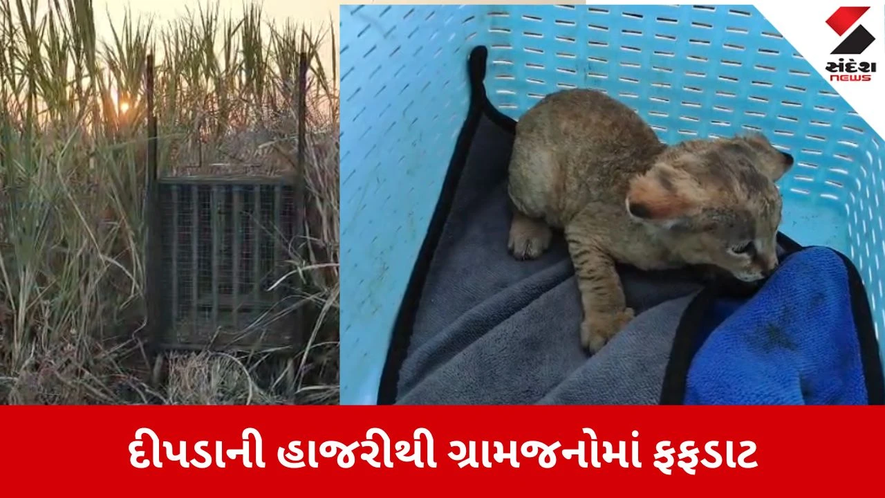 Bharuch: હાંસોટના સાહોલ ગામની સીમમાં શેરડીના ખેતરમાંથી દીપડાનું બચ્ચું મળ્યું 