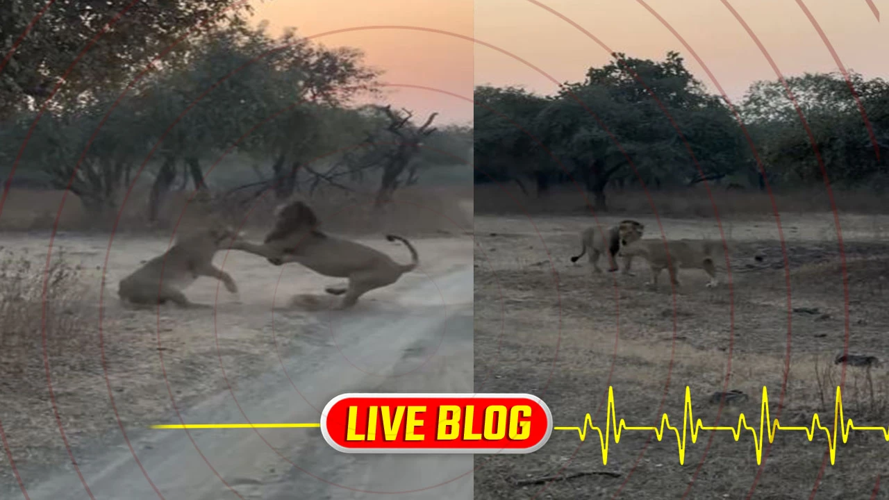 Gujarat Latest News Live : ગીરના જંગલમાં વનરાજનો મિજાજ, સિંહણને પામવા સિંહની હિંસક મથામણ 