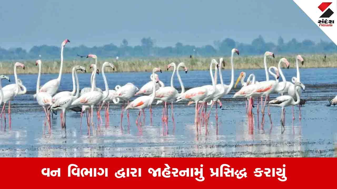 Surendranagar News: આ બે દિવસ નળસરોવર અને થોળ અભયારણ્ય બે દિવસ પ્રવાસીઓ માટે બંધ રહેશે 