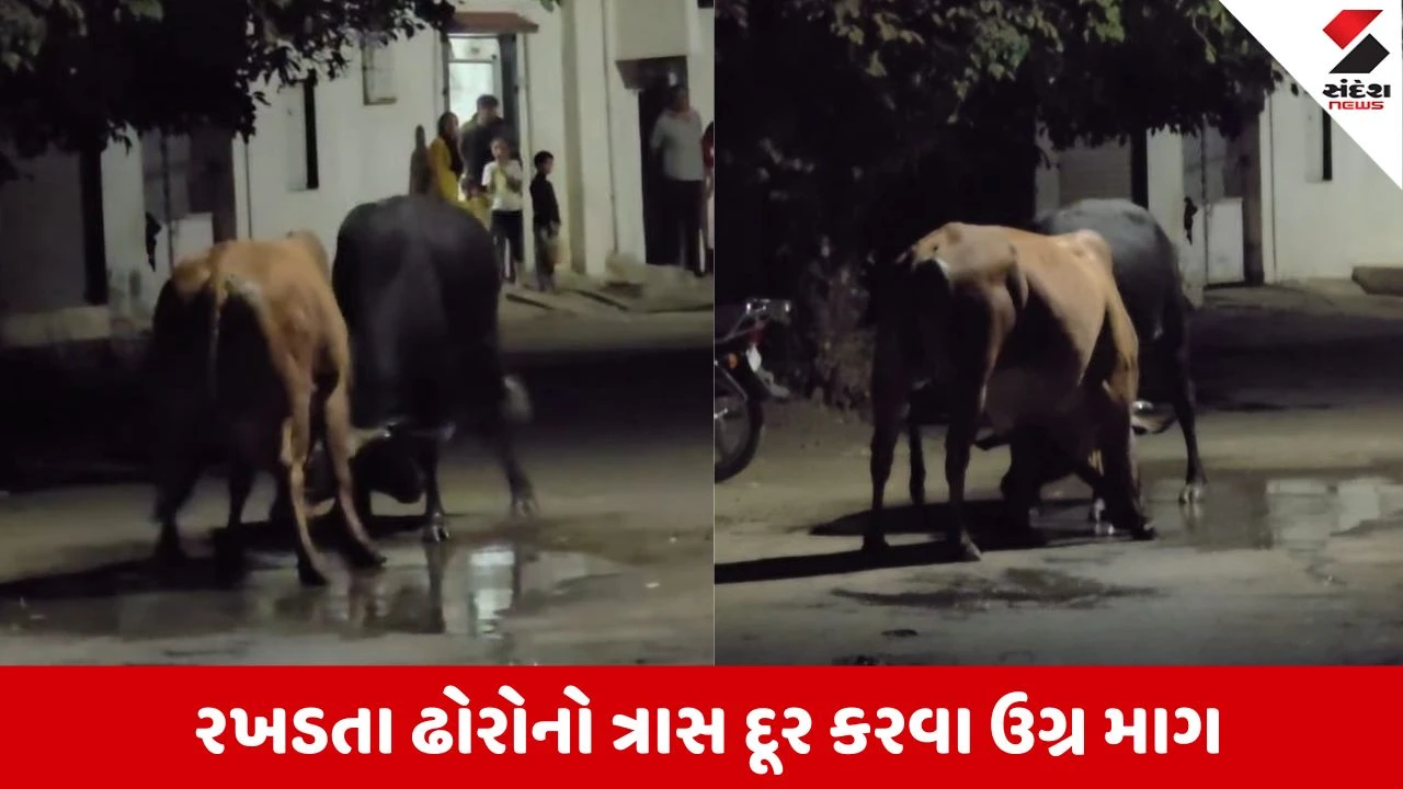 Jasdan : ચિતલીયા રોડ પર બે આખલાઓ વચ્ચે ખેલાયો જંગ, રહીશોમાં મચી ભારે અફરા તફરી 