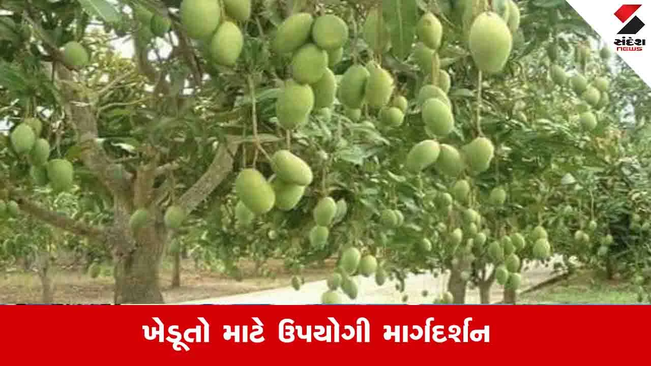 Agriculture News: કમોસમી વરસાદની આગાહીને પગલે આંબા પાકના સંરક્ષણ માટે ખેડૂતો માટે ઉપયોગી માર્ગદર્શન 
