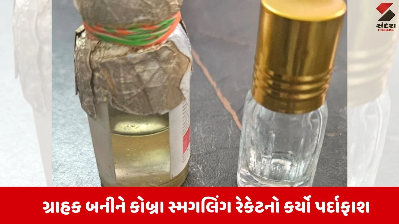 Surat:  SOGનો માસ્ટરસ્ટ્રોક, 5.85 કરોડના કોબ્રા ઝેર સાથે વકીલ સહિત 7 શખ્સો ઝડપાયા 