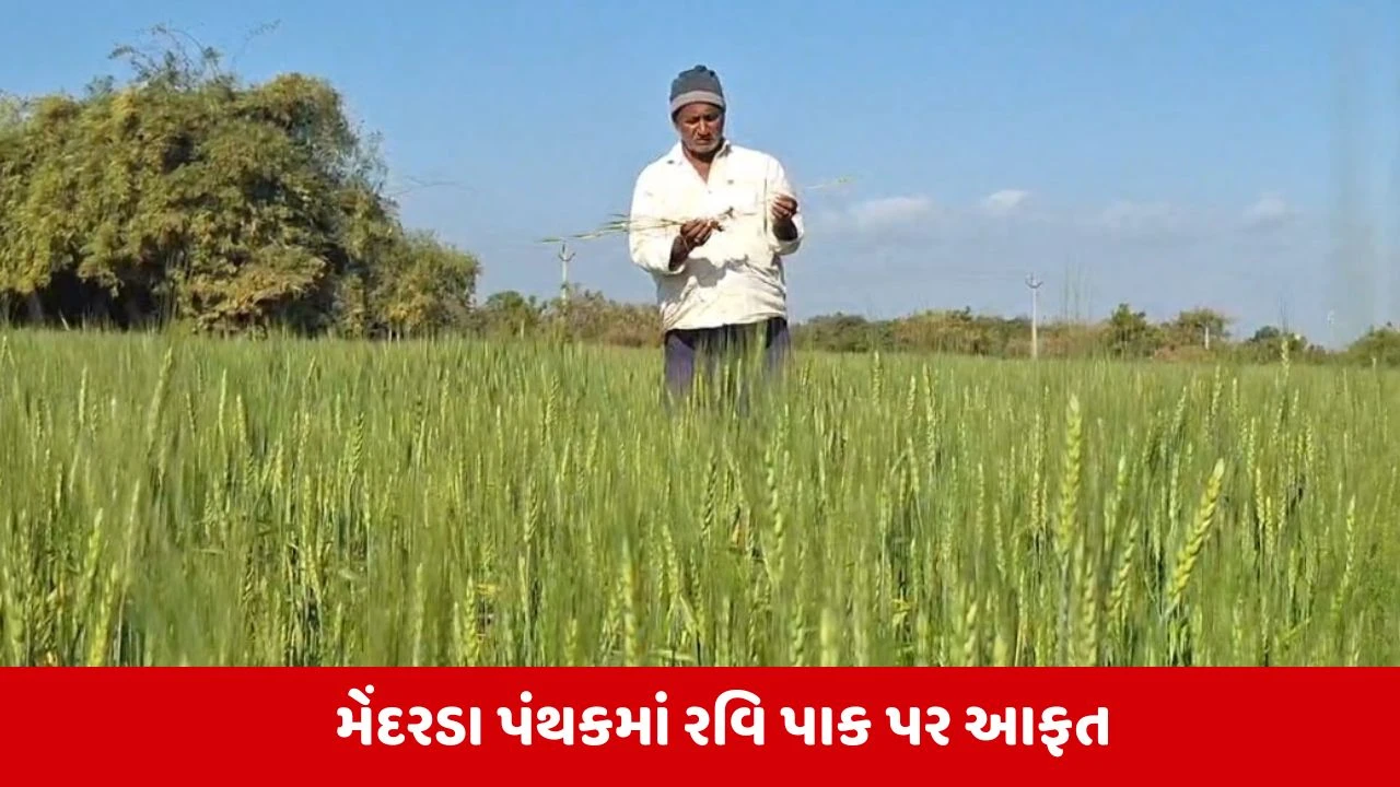 Junagadh : મેંદરડાના ધરતીપુત્રો પર કુદરતનો બેવડો માર, રવિપાકમાં રોગચાળાએ ખેડૂતોની ઊંઘ ઉડાડી 
