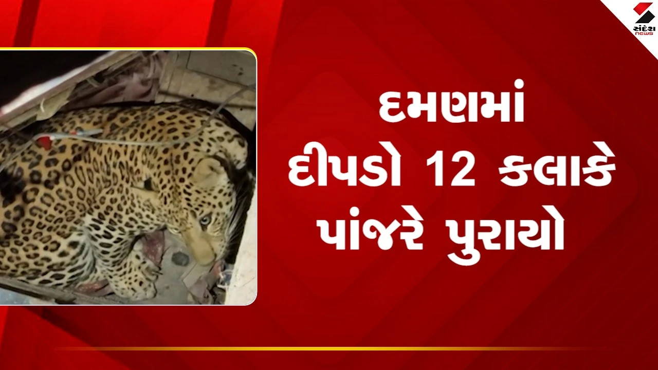 Damanમાં 12 કલાકના રેસ્ક્યું બાદ દીપડો પાંજરે પુરાયો, જુઓ Video 