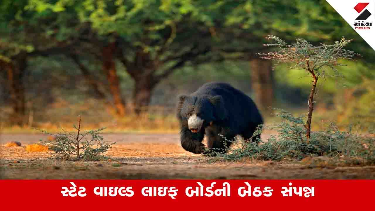 Gandhinagar News: કેન્દ્રના વન મંત્રાલયે જેસોર અભયારણ્યને રીંછના સંવર્ધનના રાષ્ટ્રીય કાર્યક્રમમાં આવરી લીધું