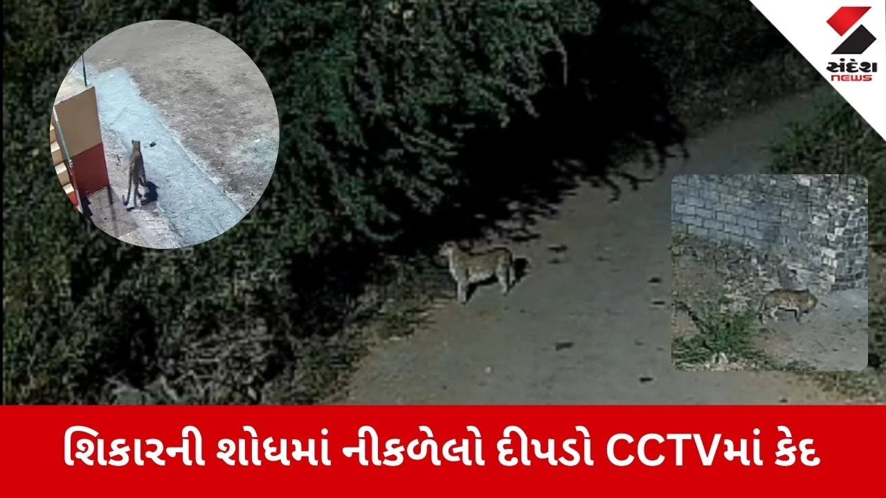 Gir Somnath News: શિકારની શોધમાં નીકળ્યો દીપડો, જુઓ Video 