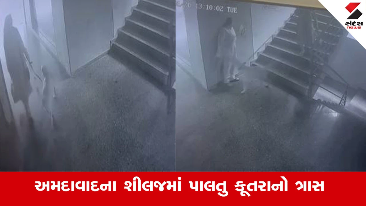 Ahmedabad News : અમદાવાદના શીલજમાં પાલતું શ્વાનનો આતંક, ફલેટમાં સીડી ચડતી વખતે મહિલા પર શ્વાને કર્યો હુમલો 