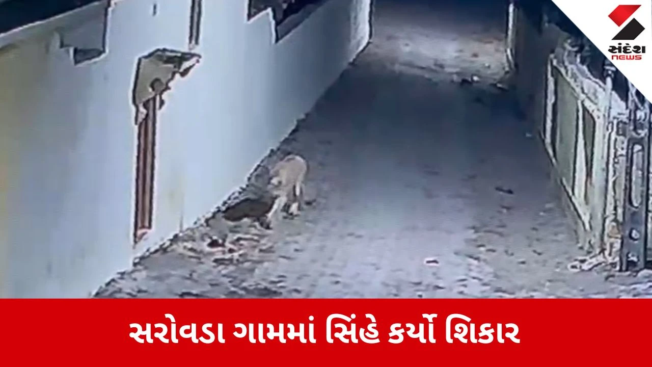 Amreli News: સિંહ અને ગાય વચ્ચે ખેલાયો જંગ, જુઓ Video 