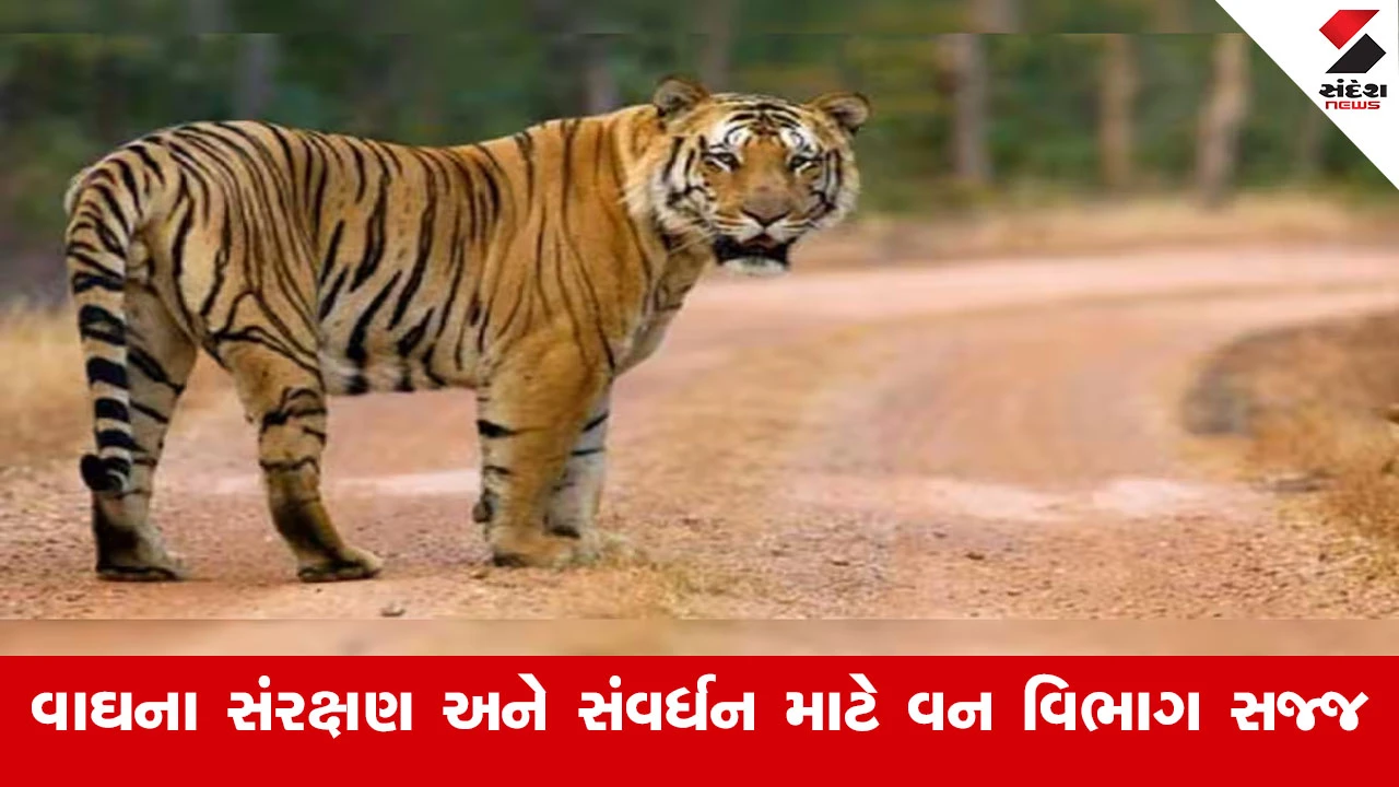 Gujarat Forest : ગુજરાતમાં વાઘના આગમન બાદ તેના સંરક્ષણ અને સંવર્ધન માટે વન વિભાગ સજજ : વન મંત્રી અર્જુન મોઢવાડિયા 
