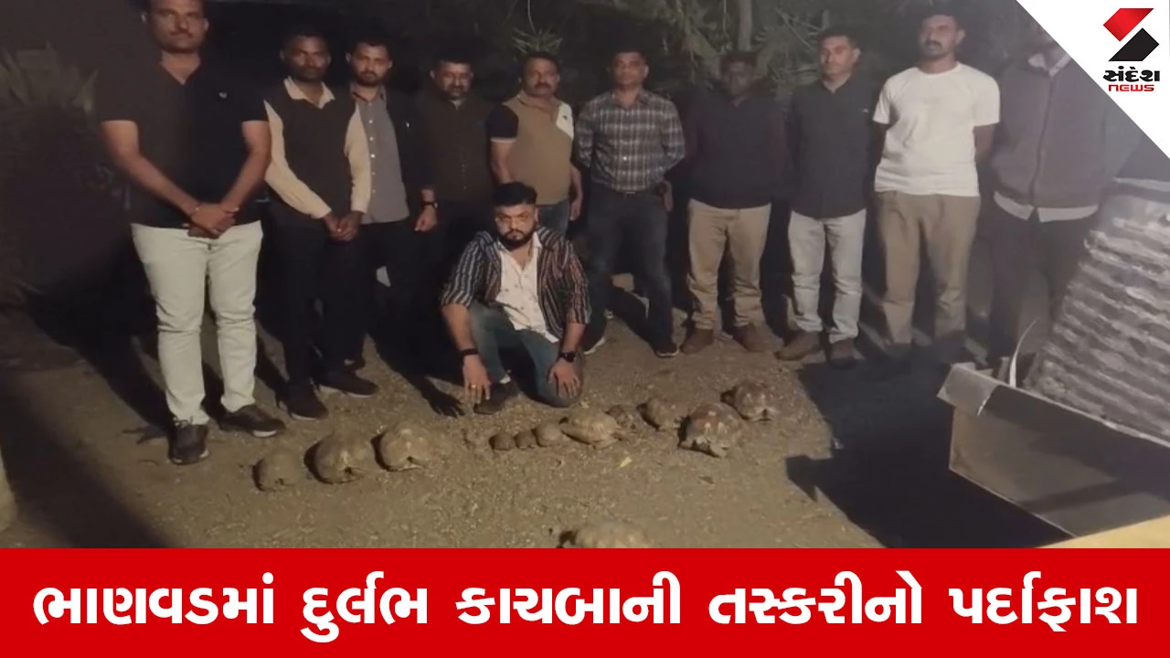 Dwarka માં વન્યજીવ તસ્કરીનો પર્દાફાશ, કરોડોની કિંમતના 12 દુર્લભ 'સૂર્ય કાચબા' સાથે એકની ધરપકડ 