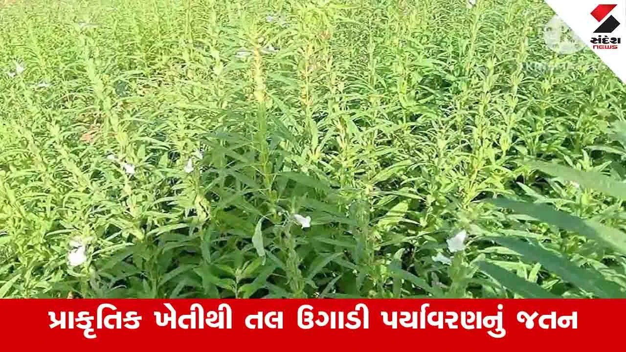 Agriculture News: પ્રાકૃતિક ખેતીથી તલ ઉગાડી પર્યાવરણ જતન સાથે અઢળક કમાણી - ખેડૂતો માટે આશીર્વાદરૂપ!