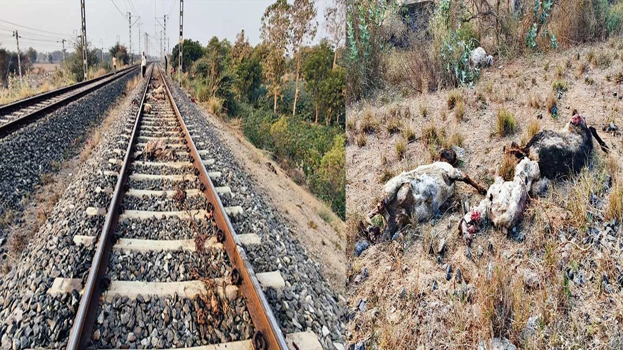 Palanpur: સેદ્રાસણ નજીક ટ્રેનની અડફેટે 30થી વધુ ઘેટાના મોત : અકસ્માતથી ડરી ગયેલ માલિકનો કોઈ પત્તો નહી 