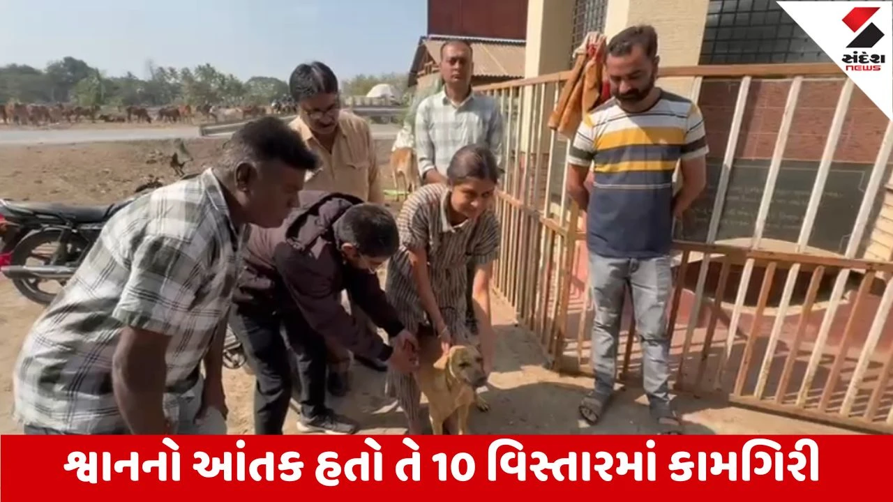 Amreli શહેરમાં શ્વાનના આંતક બાદ પાલિકાનો એક્શન પ્લાન, 1600 જેટલા શ્વાનોનું રસીકરણ શરુ કરાયું 