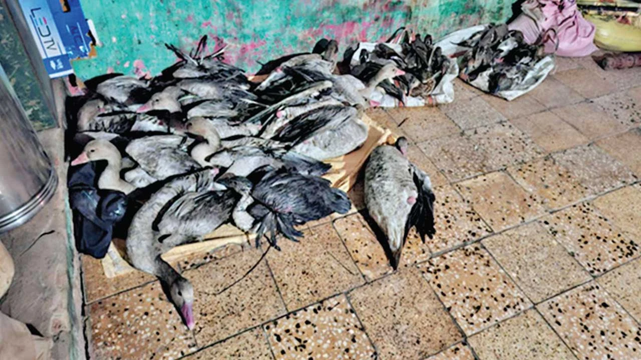 Viramgam: શિકાર કરેલા વધુ 38 પક્ષી મળ્યા, 11ના મોત 