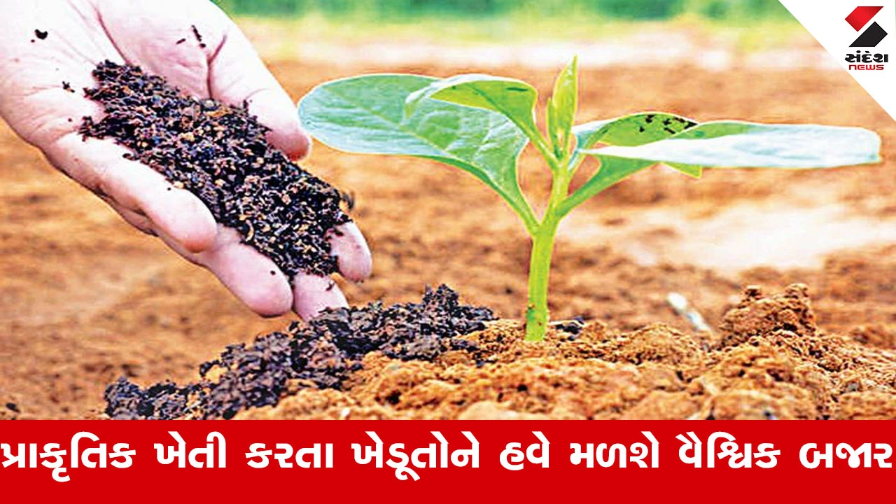 Agriculture News: સુરેન્દ્રનગરના ખેડૂતોને વૈશ્વિક બજાર મળશે, આત્મા પ્રોજેક્ટ દ્વારા 'નેચરલ સર્ટિફિકેશન' પ્રક્રિયાને વેગ મળશે.