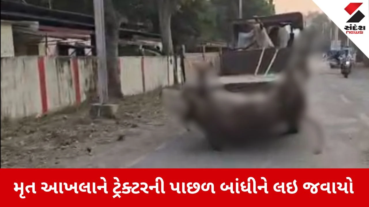 Dahod News: આખલા સાથે અમાનવીય કૃત્ય, મોત બાદ પણ... 