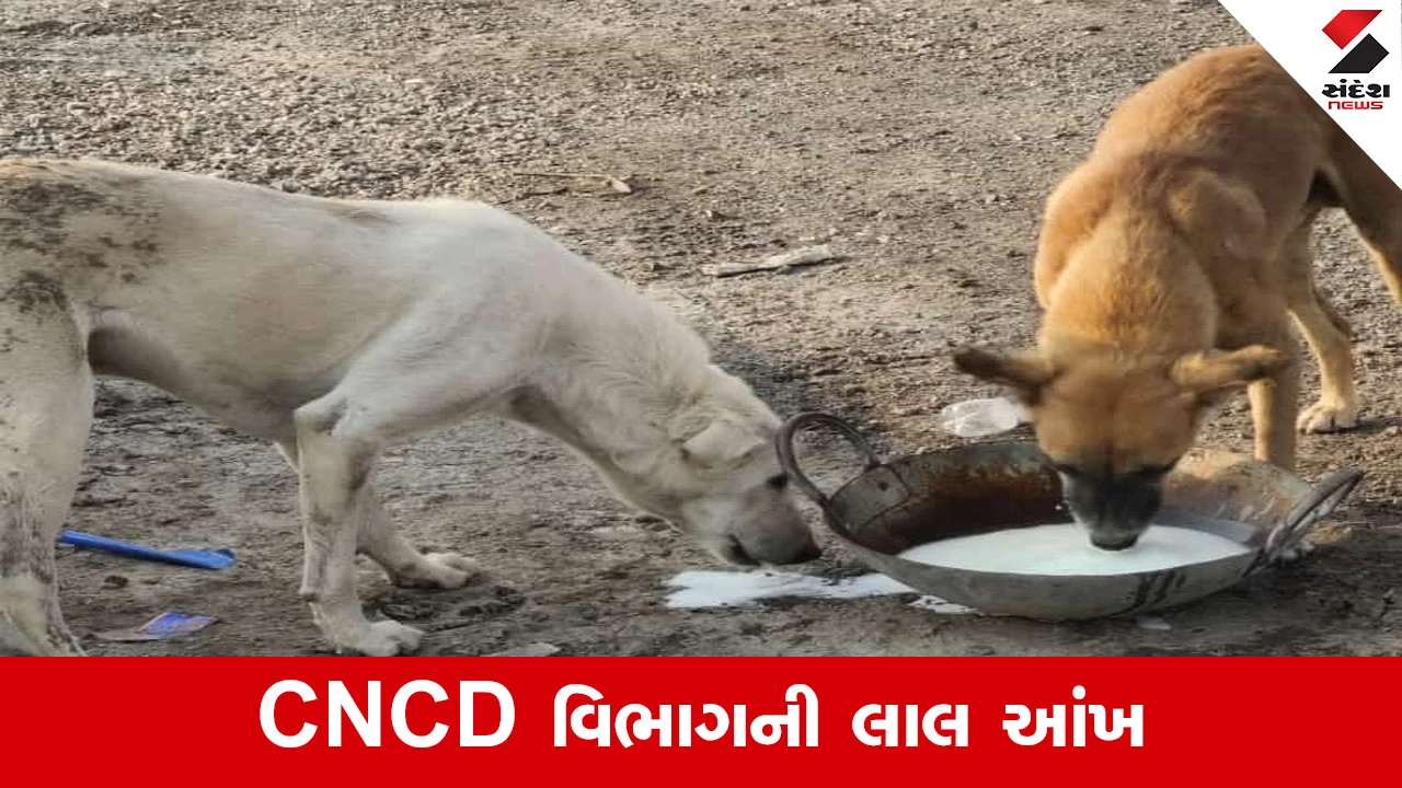 Ahmedabad News : હવે ગમે ત્યાં શ્વાનને ખોરાક નાખ્યો તો થશે દંડ, AMCએ નિયમો કર્યા કડક 