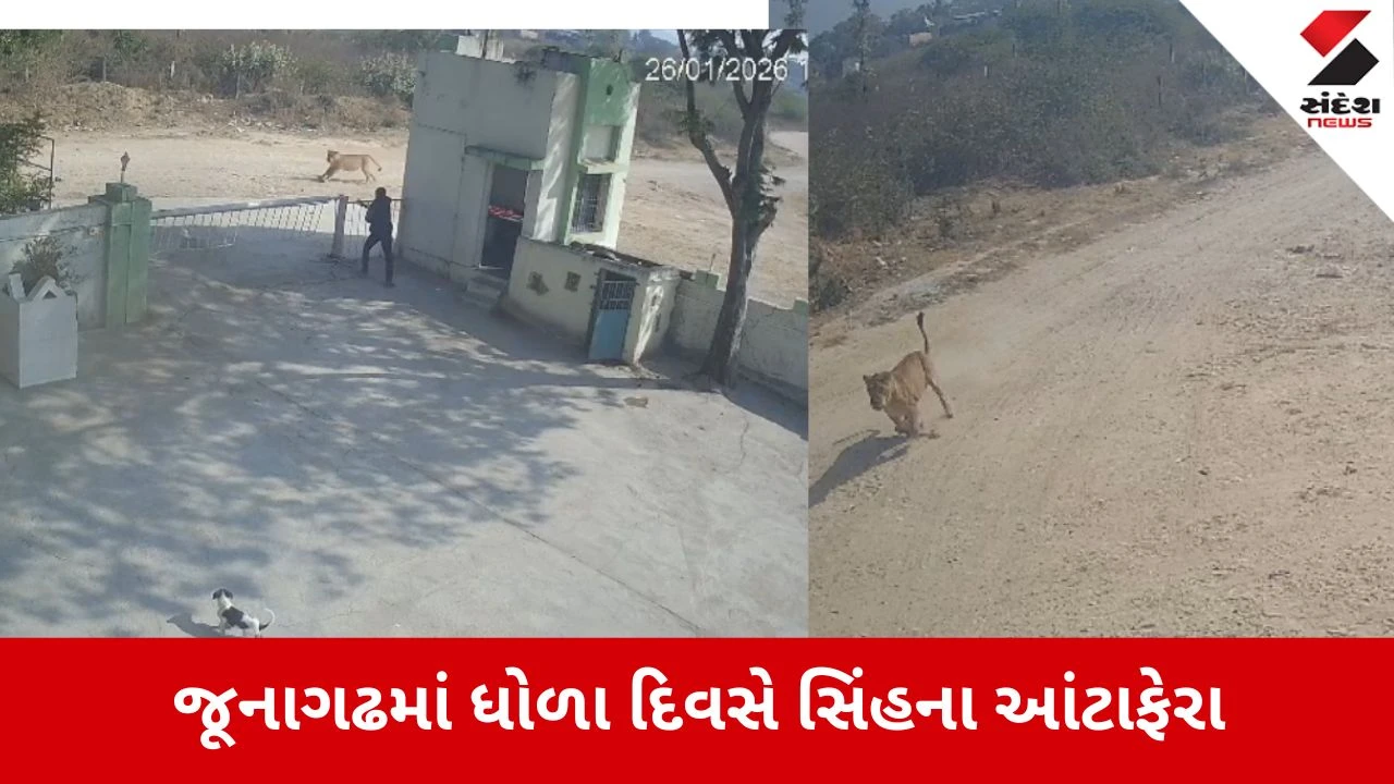 Junagadh: ધોળા દિવસે સિંહ શ્વાન પાછળ પડ્યો, પાતાપુર ફેક્ટરી પાસેના દ્રશ્યો CCTVમાં કેદ 