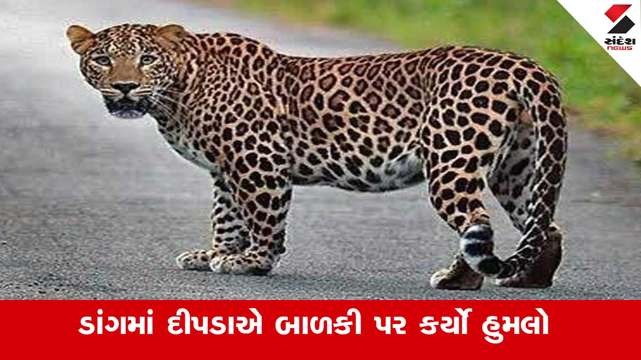 Dang News : ડાંગના સુબીરમાં 5 વર્ષની બાળકી પર દીપડાએ કર્યો હુમલો, ઈજાગ્રસ્ત બાળકીને સારવાર માટે ખસેડાઈ 