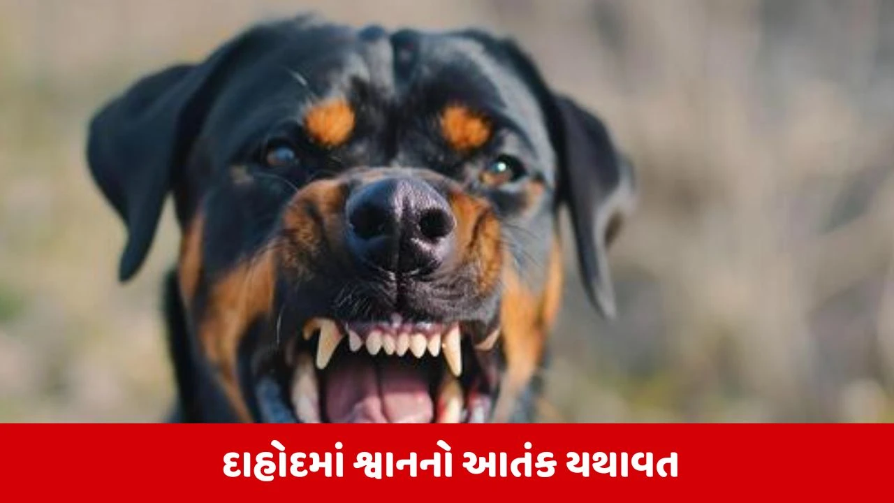 Dahodના ગોદી રોડ પર રખડતા શ્વાનનો આતંક, 12 લોકોને ભર્યા બચકાં 