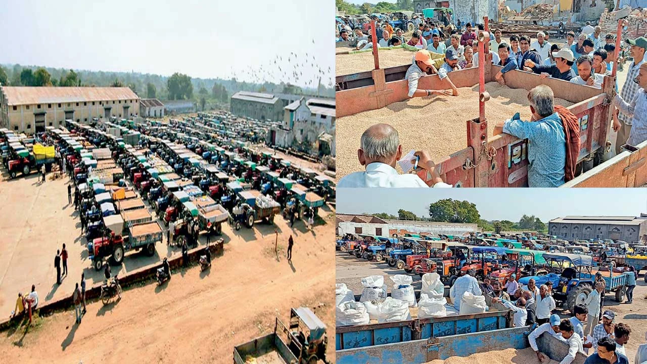 Mandal: APMCમાં તુવેરની બમ્પર આવક જારી 