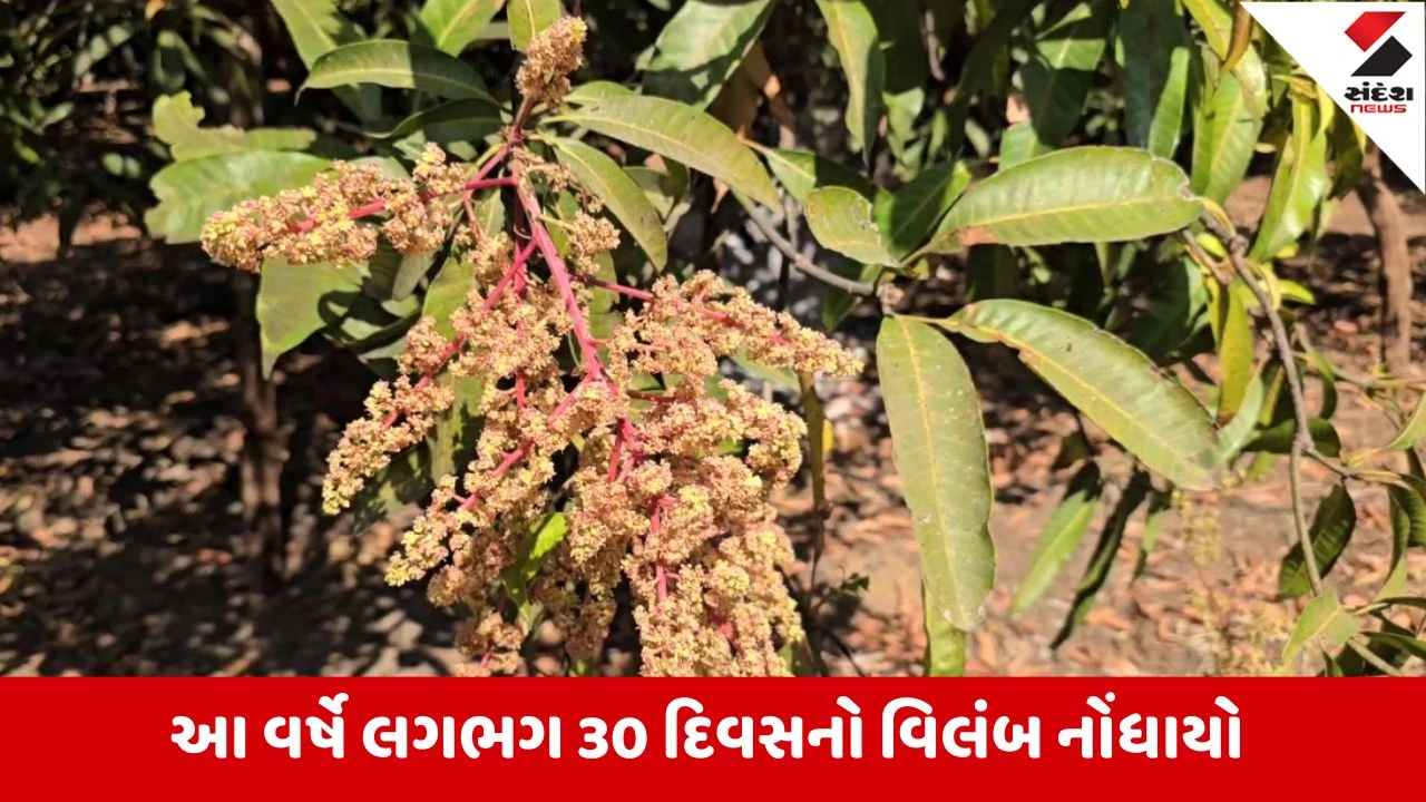 Gir Somnath : તાલાલા પંથકમાં આંબામાં મોર મોડો આવતા કેસર કેરી ઉત્પાદન પર અસરની ભીતિ, બાગાયતી ખેડૂતોમાં ચિંતા 