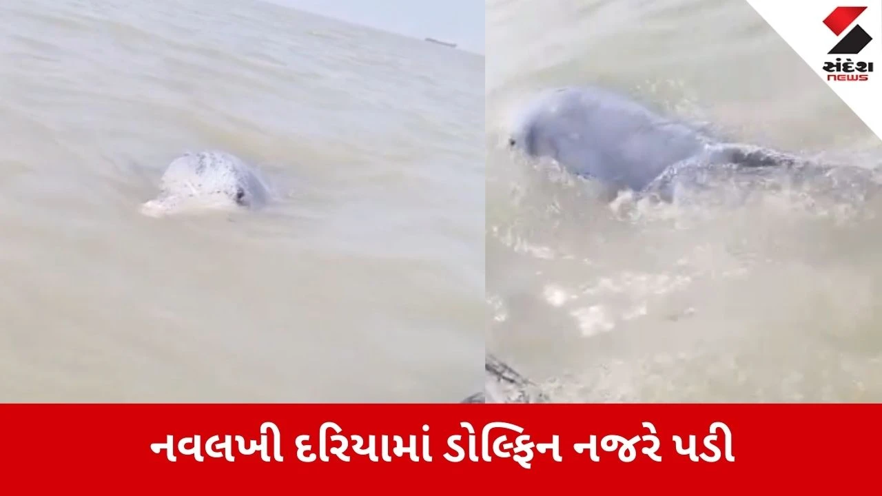 Morbi: દ્વારકા બાદ હવે નવલખીના દરિયામાં પણ ડોલ્ફિન નજરે પડી 