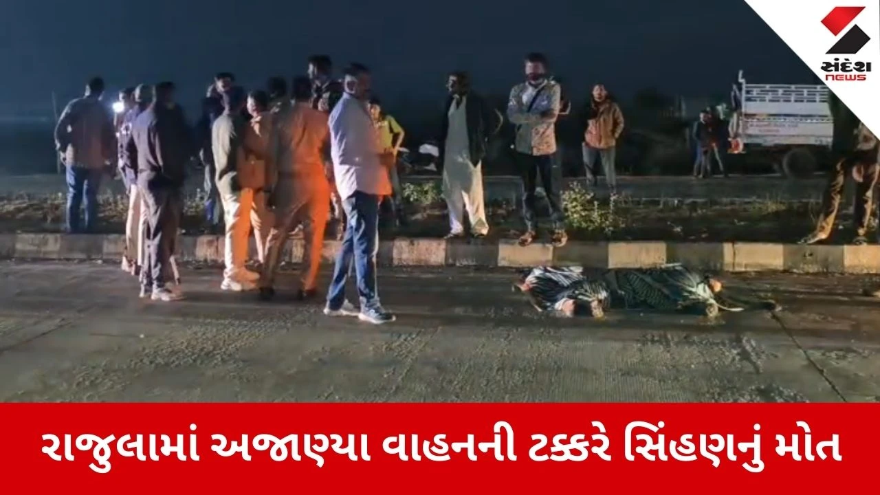 Rajula: નેશનલ હાઈવે પર અજાણ્યા વાહનની ટક્કરે સિંહણનું મોત, એક મહિનામાં 6 વન્ય પ્રાણીઓના વાહનની અડફેટે લીધા 