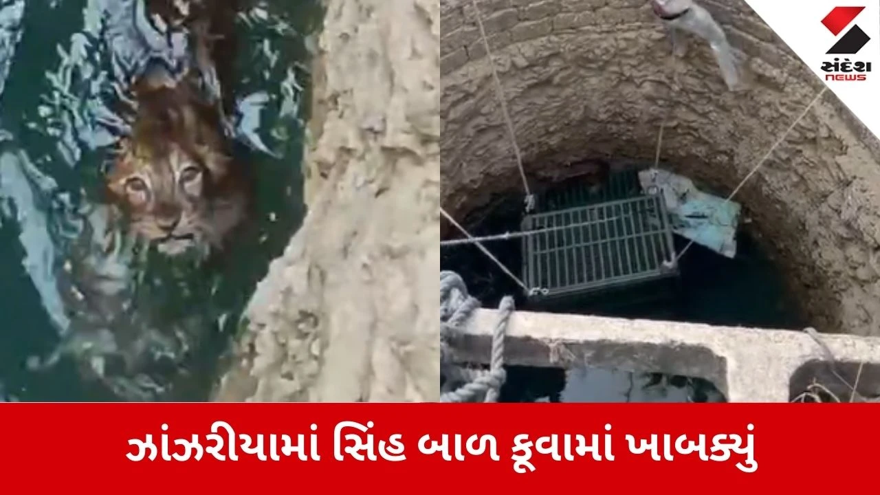 Gir Somnath: ઝાંઝરીયામાં 50 ફૂટ ઊંડા કૂવામાં ખાબક્યું સિંહ બાળ, વન વિભાગે દિલધડક રેસ્ક્યુ કરી જીવ બચાવ્યો 