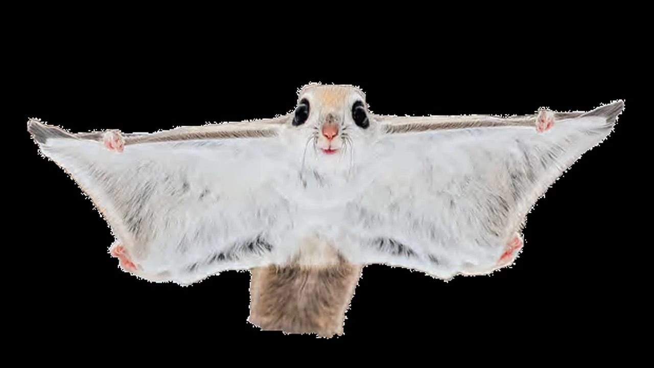 હવામાં ઊડતી જાદુઈ ખિસકોલી: પૂર્ણાના જંગલોનું અદ્ભુત પ્રાણી, Gliding દ્વારા 150 ફૂટ સુધી હવામાં સહેલ કરે છે.