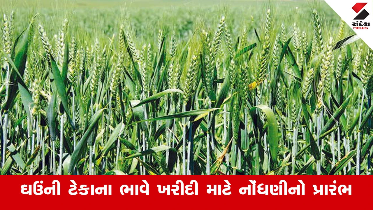 ગુજરાત સરકાર દ્વારા ટેકાના ભાવે ઘઉં ખરીદી માટે નોંધણી શરૂ, ખેડૂતોને પોષણક્ષમ ભાવ મળશે.