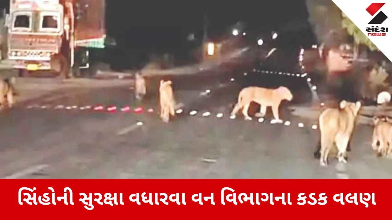 Amreli: એશિયાટિક સાવજોની સુરક્ષા માટે વન વિભાગ એક્શન મોડમાં, સૌરાષ્ટ્રના પાંચ જિલ્લાના અધિકારીઓ સાથે મેગા બેઠક સંપન્ન 