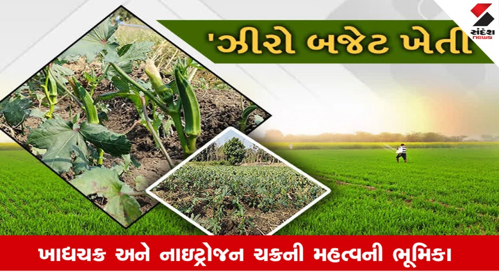 Agriculture News: પ્રાકૃતિક કૃષિમાં  જળચક્ર ખાદ્યચક્ર અને નાઇટ્રોજન ચક્રની મહત્વની ભૂમિકા 