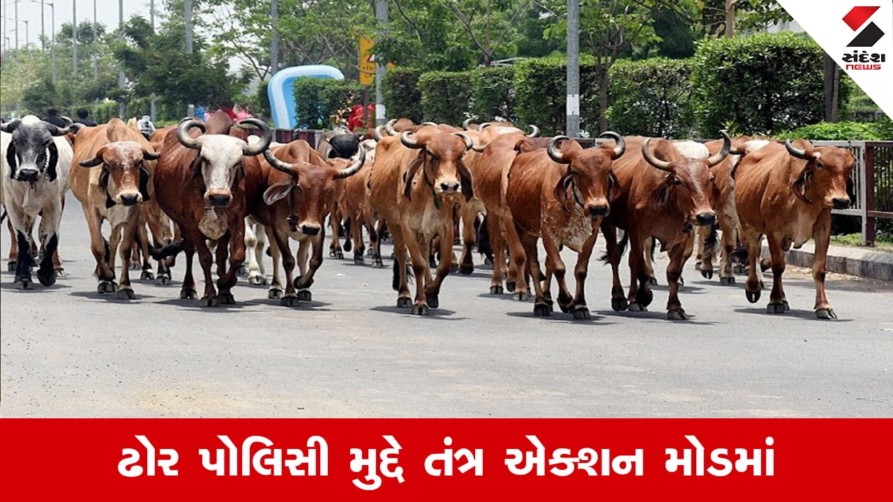 Ahmedabad માં રખડતા ઢોરના ત્રાસનો આવશે અંત, મનપા દ્વારા નવી પોલિસીનું કડક અમલીકરણ