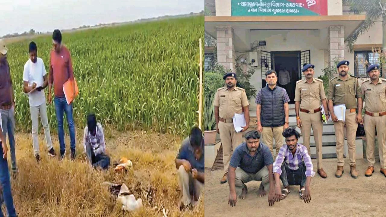 Dhandhuka: કાળીયારની હત્યાનો પ્રયાસ, બે શિકારી ઝડપાયા 