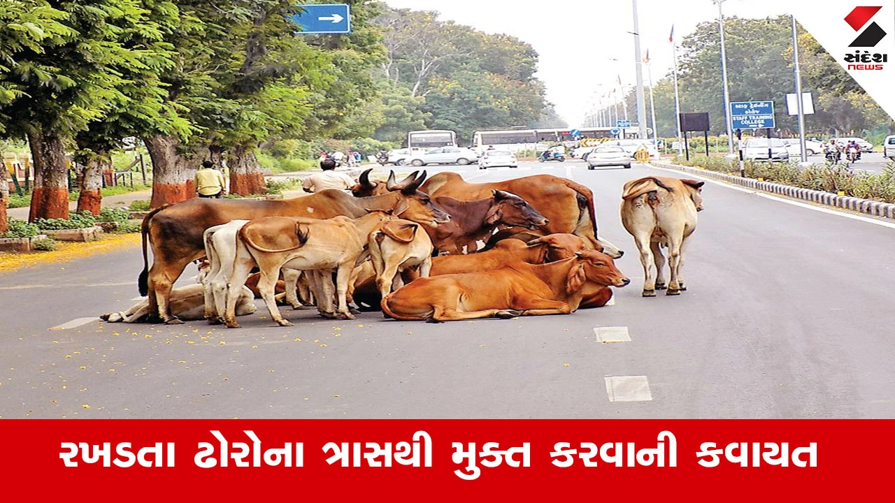 અમદાવાદ શહેર રખડતા ઢોર મુક્ત: 13 વિસ્તારો "No Cattle Zone" જાહેર.