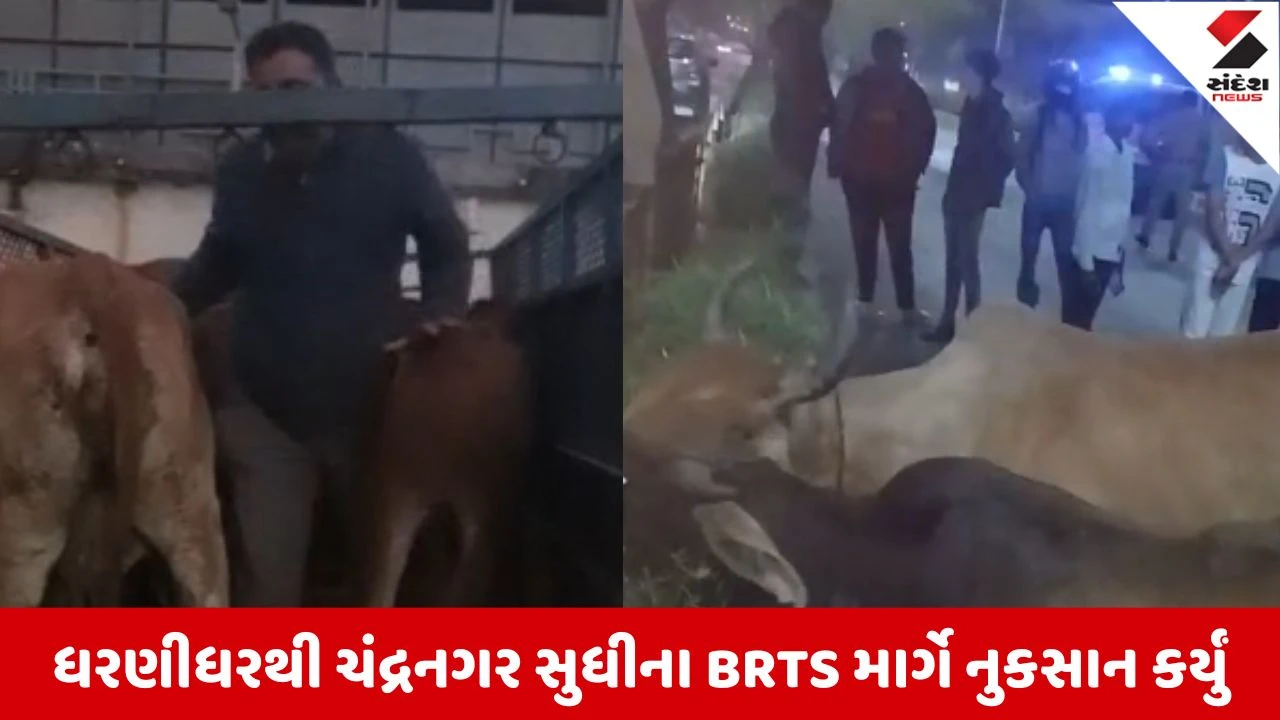 Ahmedabad: ગૌમાતાને કતલખાને લઈ જતા આક્રોશ, ગૌરક્ષકો અને લોકો વચ્ચે BRTS ટ્રેકમાં નુકસાન કરાયું.
