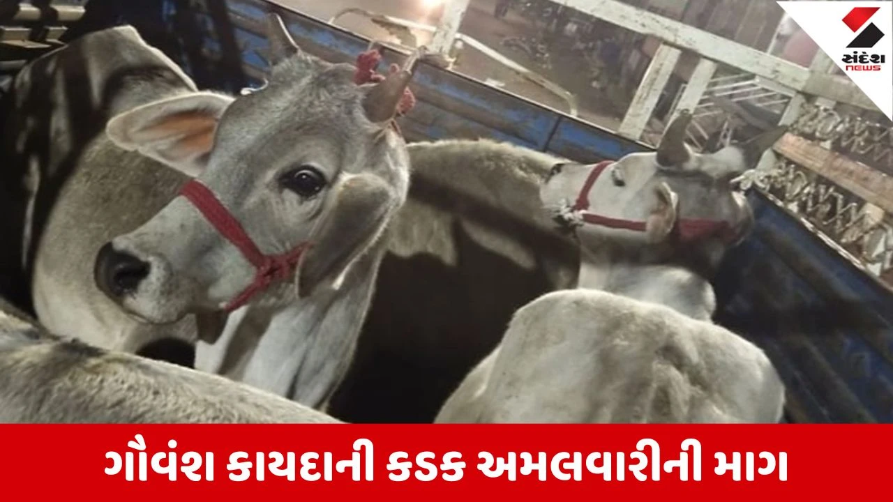 Ahmedabad: ગૌહત્યા વિરુદ્ધ કાયદો હોવા છતાં ગૌવંશની કતલ ચાલુ, કાયદાની કડકાઈ જાણો.
