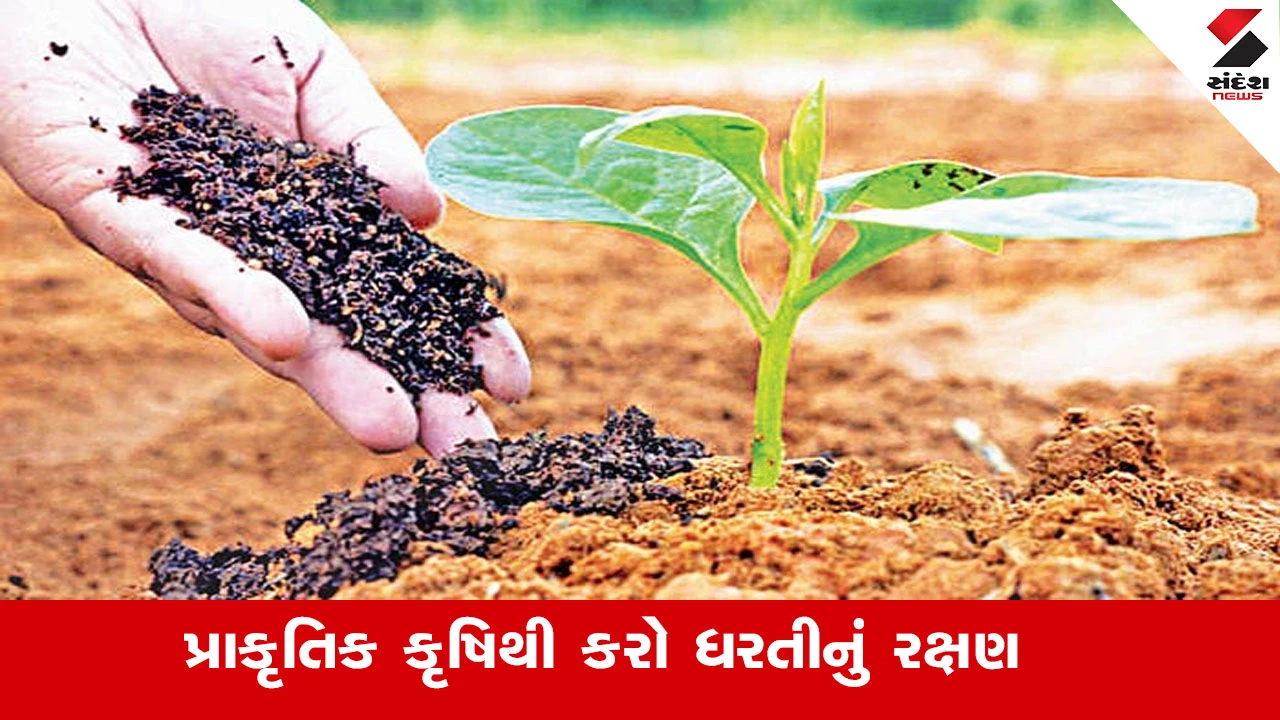 Agriculture News: પ્રાકૃતિક કૃષિથી પર્યાવરણ, આરોગ્ય સુધરે અને જમીન ફળદ્રુપ બને છે.