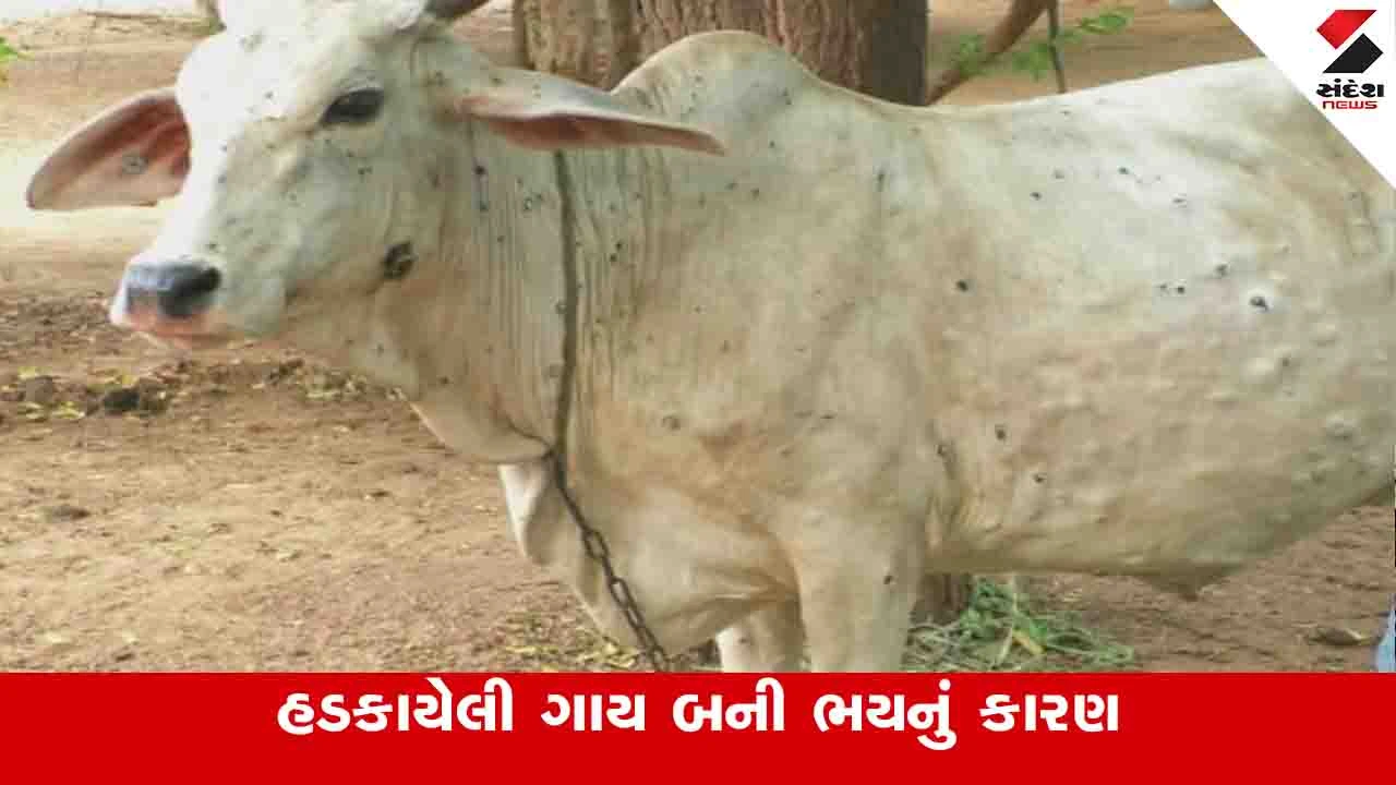 Botad News: રાણપુરમાં ગાયને હડકવા ઉપડતા અફરાતફરી સર્જાઈ, જીવના જોખમે રેસ્ક્યૂ કરાઈ 