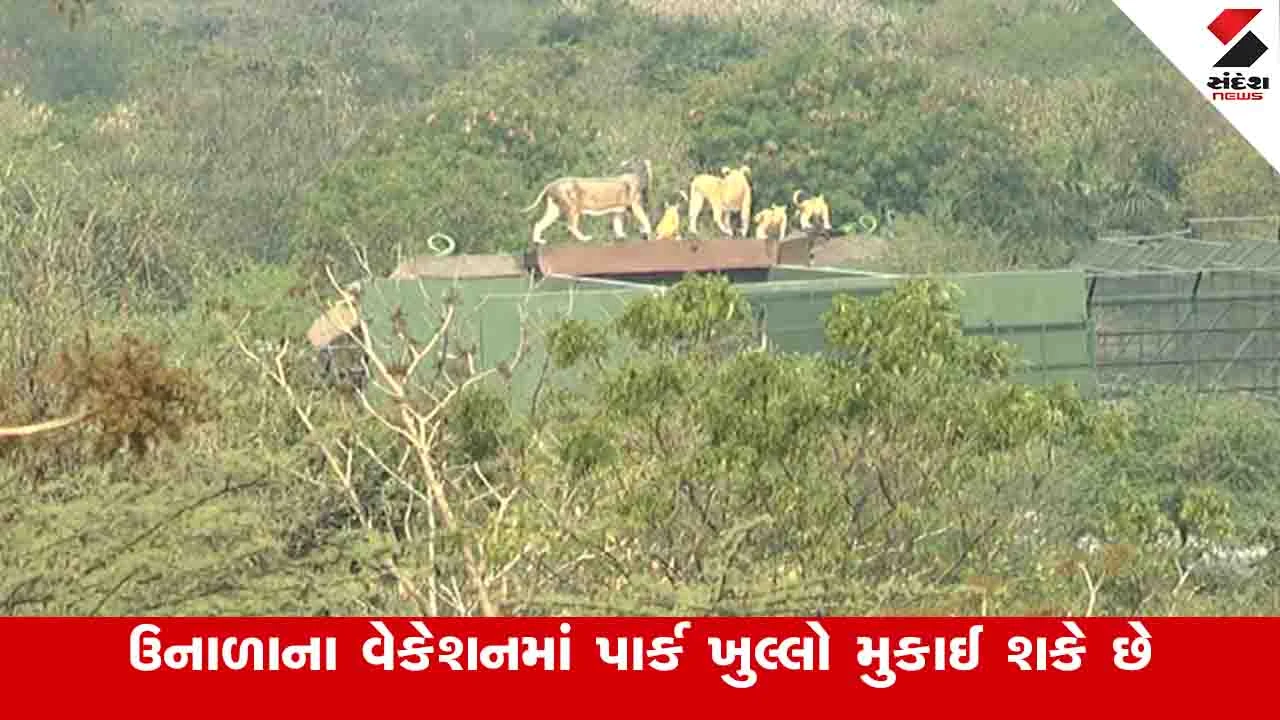 Rajkot News: હવે રાજકોટમાં મિનિ ગીર તૈયાર થઈ ગયું, સિંહ દર્શન માટેના લાયન સફારી પાર્કની કામગીરી અંતિમ તબક્કામાં 