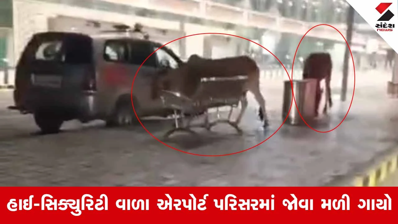 Rajkot ઇન્ટરનેશનલ એરપોર્ટ પર સુરક્ષામાં મોટી ચૂક: બે ગાયો રન-વે સુધી પહોંચતા સુરક્ષા વ્યવસ્થા સામે ઉઠ્યા સવાલો 