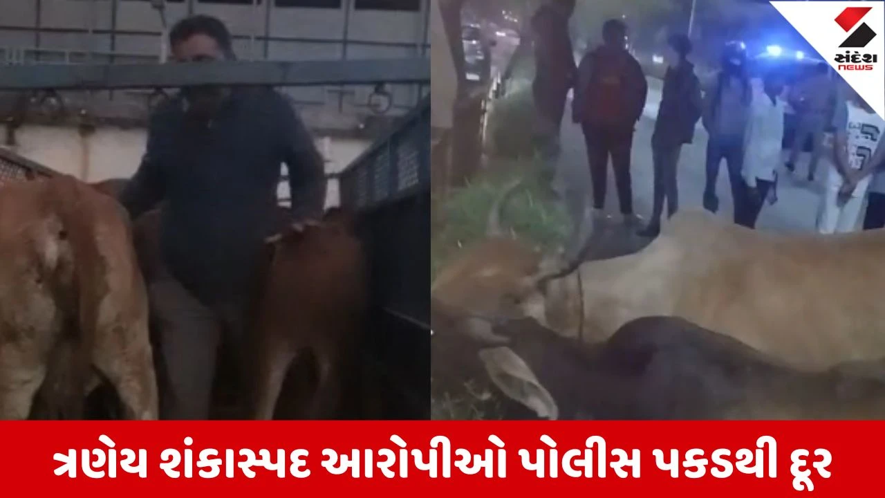 Ahmedabad : પાલડીમાં ગૌ તસ્કરીનો પર્દાફાશ, અન્ય ત્રણ લોકો કારનું પાયલોટીંગ કરતા હોવાનો ખુલાસો, તપાસ શરુ 