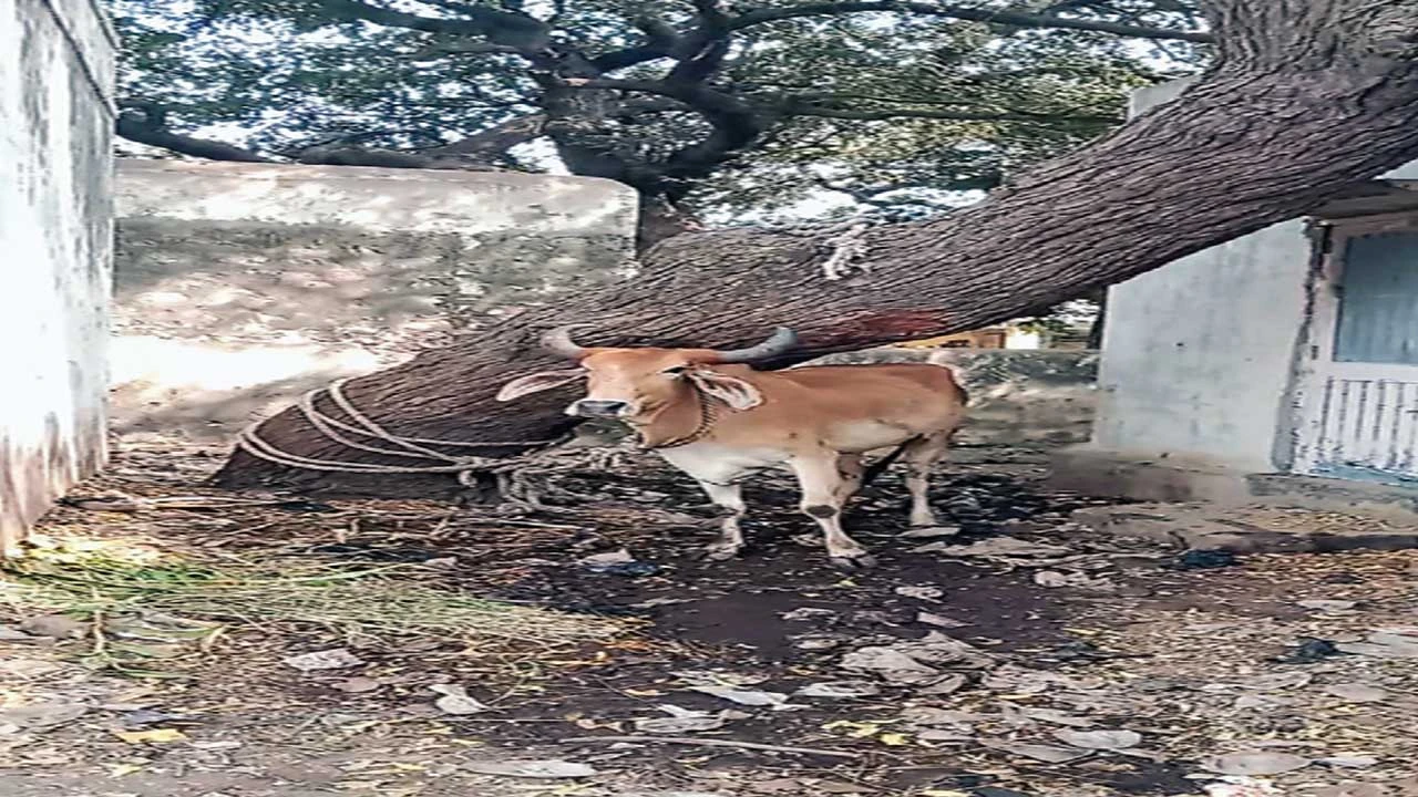Botad: રાણપુરમાં ગાયને હડકવા ઉપડતા અને બજારમાં દંગલ મચાવતા દોડધામ મચી 
